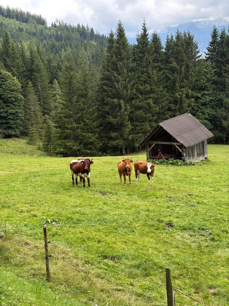 Almwiese mit Kühen und Hütte